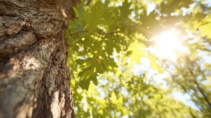 Obraz premium Sunlight filters through green leaves on a tree trunk in a forest setting