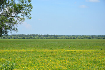 A wide-angle landscape shot of a stork standing in a vast green meadow filled with yellow flowers,...