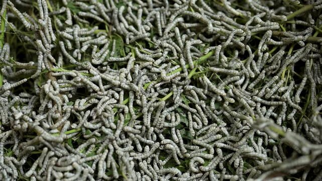 Silk Worm Crawl and make Expensive Persian Carpet material for Rich People Agriculture Background Fabric Fiber Industry Larva Macro Natural Silkworm Rearing Thread Traditional White Iran Skill Wriggle