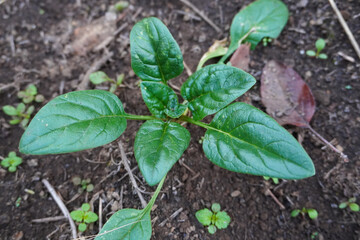 Spinach plants in the vegetable garden or greenhouse. Young spinach seedlings in ground. Garden work. Concept of new life. Lifestyle of self-sufficiency. Concept of farming and gardening.