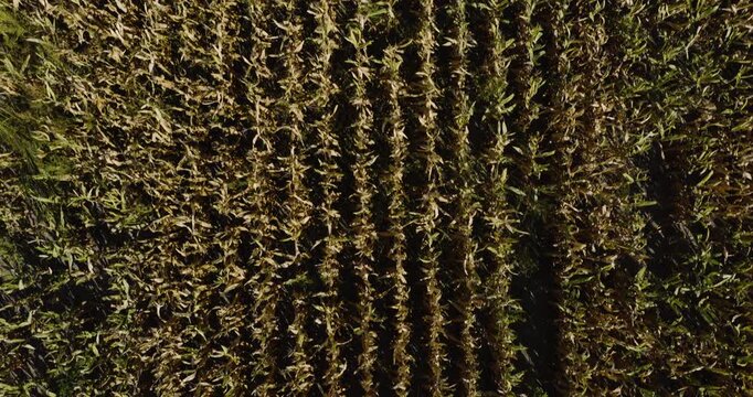 Rows of tall straight corn stalks forming dense geometric lines in a quiet plantation forest from above, drone top down overview