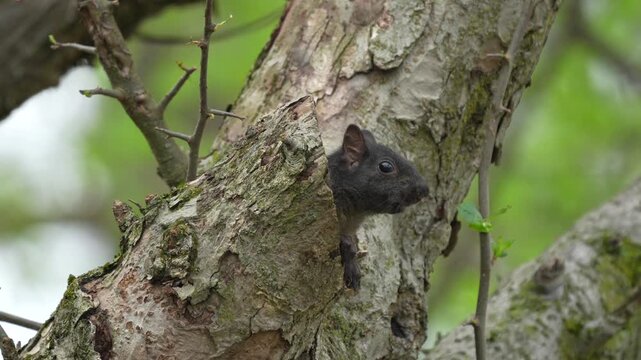 A black squirrel peeking out of its hole in a tree.