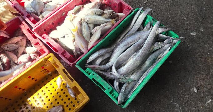 Assorted fresh seafood sorted into crates, with a green crate filled with long, silver ribbonfish. ( in slow motion)