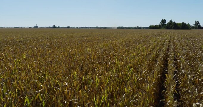 Autumn corn rows extend across the field creating textured lines in warm seasonal light, establishing backdrop, angled aerial dolly