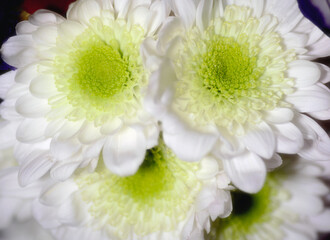 Close-up of white chrysanthemum flowers with green centers.