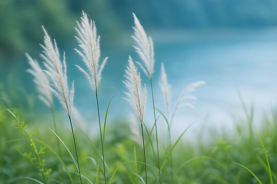 A macro shot of white feathery flowering grass reeds standing tall in a lush green meadow with a blurred bright blue background of water, peaceful summer nature scene