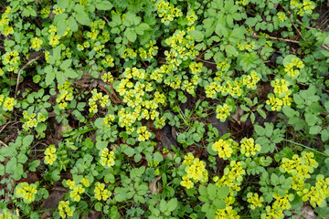 Forest floor covered with yellow flowers of golden saxifrage (Chrysosplenium alternifolium). Fresh spring greenery forming a natural botanical pattern.