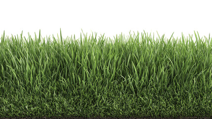 Obraz premium Dense Lawn Turf Edge Side View on White Background
