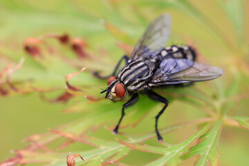  Fleischfliegen (Sarcophagidae) auf gr&uuml;nem Blatt
