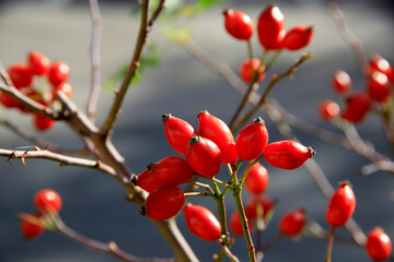 Rote Fr&uuml;chte der Hundsrose (Rosa canina) Herbst