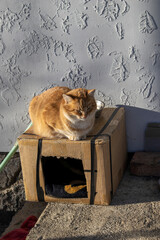 Ginger cat sunbathing on a cardboard shelter, resting eyes closed in warm sunlight outdoors
