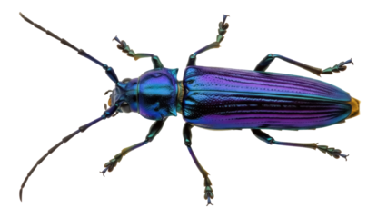 Isolated metallic wood-boring beetle, colorful insect on seamless background, vibrant bug shot