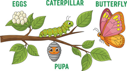  Educational butterfly life cycle vector illustration featuring cute cartoon stages of eggs caterpillar pupa and butterfly on a leafy tree branch background.