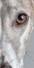 Naklejka premium Elegant Greyhound Portrait Captures Attentive Eyes and Charming Nature in Clean Gray Setting