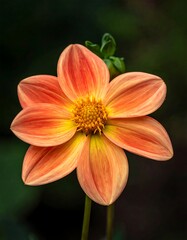Naklejka premium Close-up of an open, multi-toned blossom with a central disc, surrounded by vibrant petals against a dark backdrop