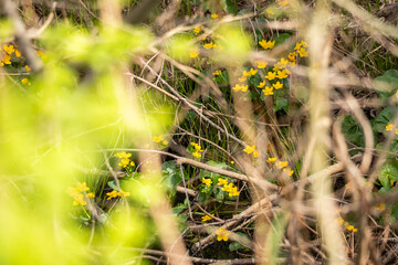 Blooming yellow buttercup flowers (Ranunculus ficaria) g on a forest floor. Wild spring flora,...