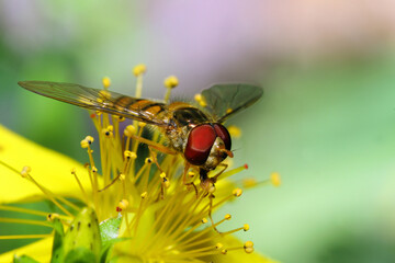 Schwebfliegen (Syrphidae) auch Stehfliege oder Schwirrfliege auf gelber Blüte 