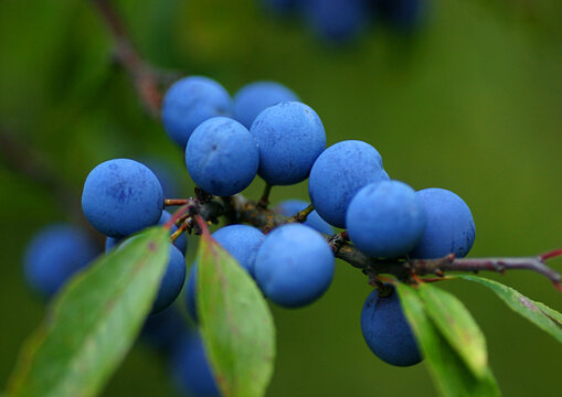 Schlehdorn (Prunus spinosa) auch Schwarzdorn, Schlehe, blaue Fr&uuml;chte am Ast 