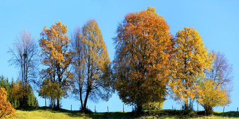 Bunte Herbstb&auml;ume auf H&uuml;gel, Bayern, Deutschland