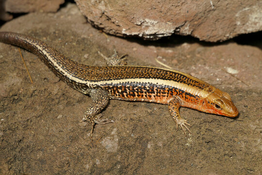 Skinke (Scincidae) auch Glattechse auf Steinplatte 
