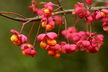 Fr&uuml;chte des Gew&ouml;hnlichen Spindelstrauch  (Euonymus europaeus) auch Pfaffenh&uuml;tchen oder Pfaffenk&auml;ppchen