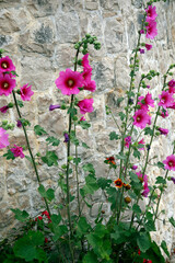 Stockrosen auch Stockmalve (Alcea) vor Steinmauer
