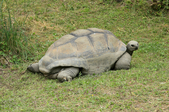  Galapagos-Riesenschildkr&ouml;ten (Chelonoidis porteri)
