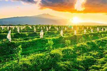 green mountain landscape of fruit farm garden with rows of plants and trees. Nature background of green farmland field for agriculture concept © Yaroslav