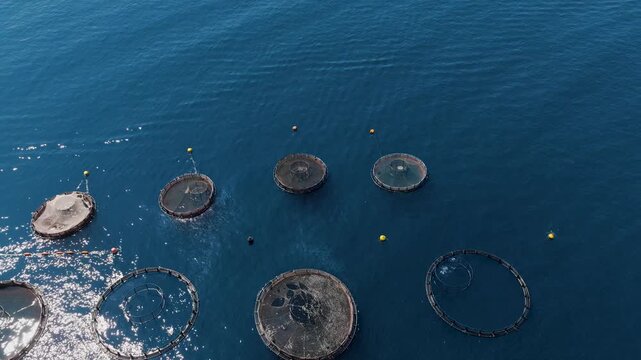 Aerial view of numerous circular fish farms scattered across the shimmering, sun-drenched sea, creating a mesmerizing pattern, Ksamil, Vlore County, Albania.