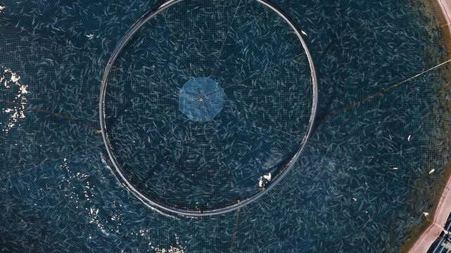 Aerial view of a densely packed fish farm in the dark blue water, contrasting with the circular structure and smaller white dots, Ksamil, Vlore County, Albania.