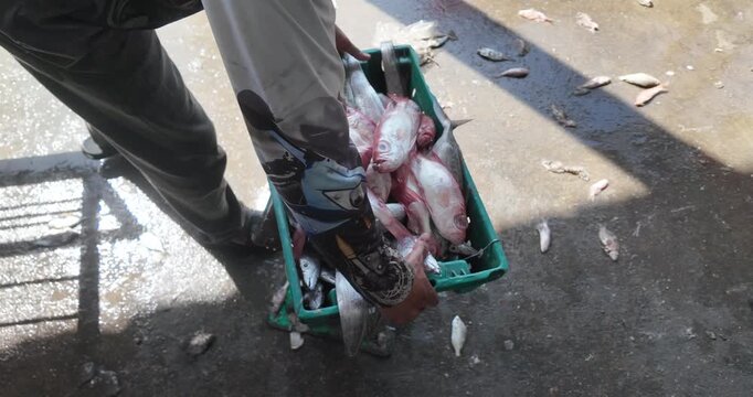 green plastic crate overflowing with a fresh harvest of silver ribbonfish and red snapper is removed from a weighing scale at a dock. (  slow motion )