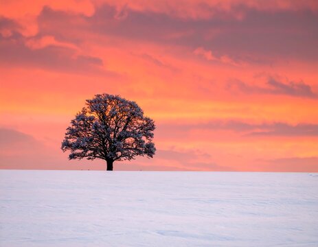 Solitary tree in a frosted field with fiery sunset backdrop - Powered by Adobe