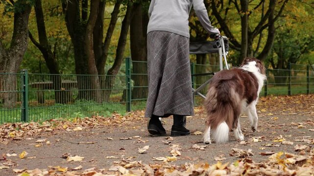 Elderly woman taking a slow walk through the park with help of walker and her service dog, with a happy wagging tail