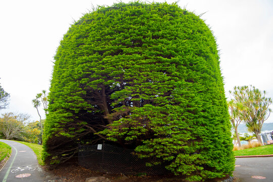 Bucket Tree in Wellington - New Zealand