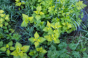 Bush of stinging nettles. Background from greenery common nettle. Green leaves of spring plant is a nutritious plant popular for poster, calendar, post, wallpaper, card, banner, cover, website