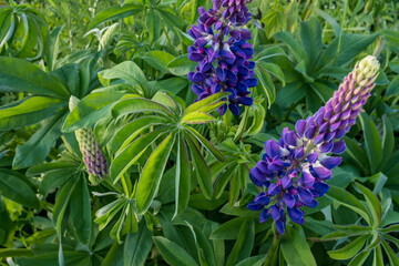 Lupine bush with flowers. Background from green leaves and purple buds lupin for publication, poster, calendar, post, screensaver, wallpaper, postcard, banner, cover, website. High quality photo
