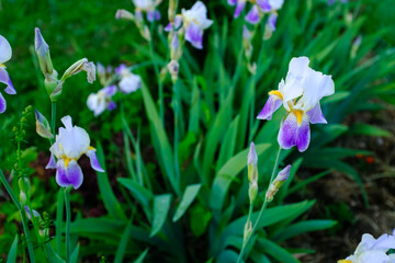 Irises flowers on a blurred background. White with purple iris flowers bloom in nature. Iris orchid for poster, calendar, post, screensaver, banner, cover, website, copy space for your design or text