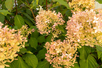 Background from blooming bud hydrangea paniculata. White flowers of panicled hydrangea in the garden for publication, poster, screensaver, wallpaper, banner, cover, post. High quality photo