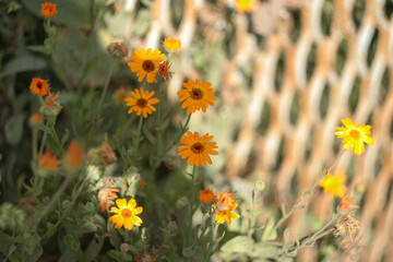Beautiful calendula flowers on grey mesh background. Blooming yellow marigold flowers in summer garden for publication, poster, screensaver, wallpaper, postcard, postcard, banner, cover, website