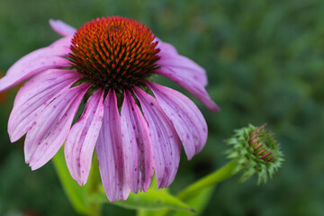 Bloom echinaceas on a blurred green backdrop. Close-up echinacea purpurea for publication, poster, calendar, post, screensaver, wallpaper, postcard, banner, cover, website. High quality photo