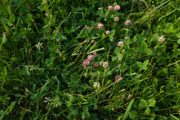 Blooming clover flowers in green grass. Clover meadow for publication, design, poster, calendar, post, screensaver, wallpaper, postcard, banner, cover, website. High quality photo