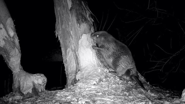 Nasser Biber steht auf einem Baumstamm und nagt Holzsp&auml;ne ab, Castor fiber, Nahaufnahme, Nachtaufnahme, Naturpark Spessart