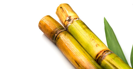Sugar cane stalks and leaves, sugarcane sticks isolated on white background. Organic Saccharum Officinarum plant flat lay, border design 