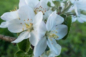 Blooming apple flowers, close up. Apple branches have pretty flowers in the spring for publication, design, poster, calendar, post, screensaver, wallpaper, postcard, banner, cover, website