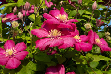 Blooming purple clematis flowers in the garden on sunny day for publication, design, poster, calendar, post, screensaver, wallpaper, postcard, banner, cover, website. High quality photo