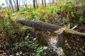 Tree Damage by a Beaver