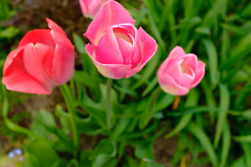 Top View of Blooming Pink Tulips in Garden – Vibrant Spring Flowers with Green Leaves and Natural Lighting in Outdoor Floral Landscape