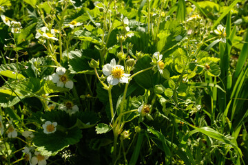 Blooming strawberry bushes. White strawberry flowers with green leaves in the grass for publication, design, poster, calendar, post, screensaver, wallpaper, cover, website. High quality photo