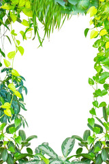 Fototapeta premium Green leaves and plants frame. Frame spring leaf plant isolated on PNG transparent background