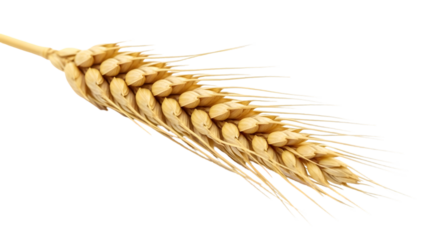 Golden wheat ear with long thin spikes isolated on a transparent background ear of wheat